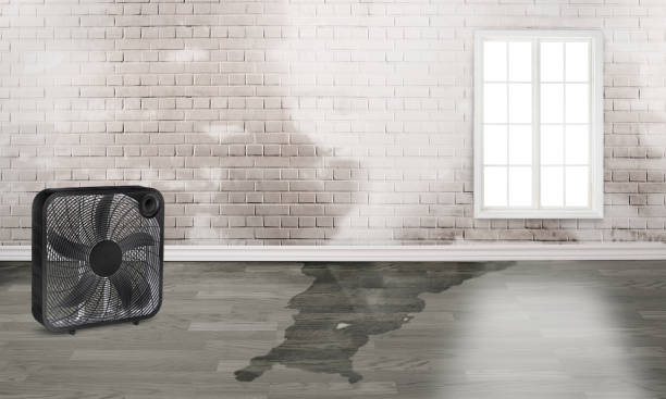 Best Water damage restoration near me  in West Clarkston Highland, WA